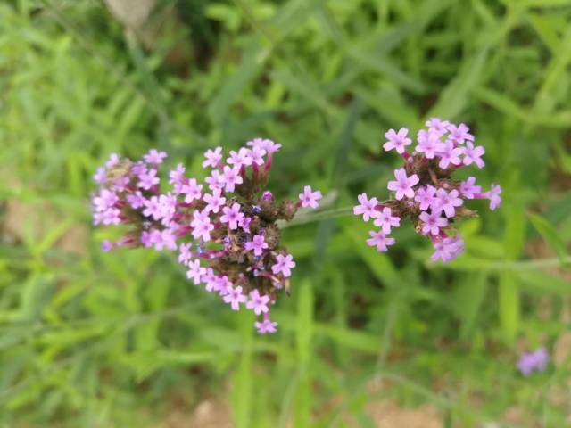 又叫紫顶龙芽草,野荆芥,龙芽草,凤颈草 和蜻蜓草,退血草,燕尾草等