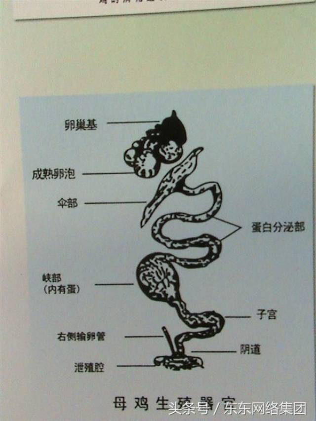 手把手教你解剖鸡-超详细解剖步骤(下篇)