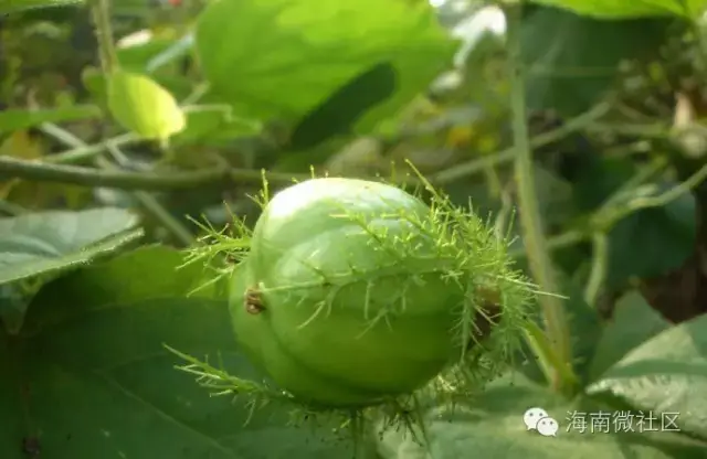 在海南,当你还是顽皮的孩童时,吃过几种野果?