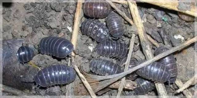 那些小时候玩过的"虫子",你还认识几个?