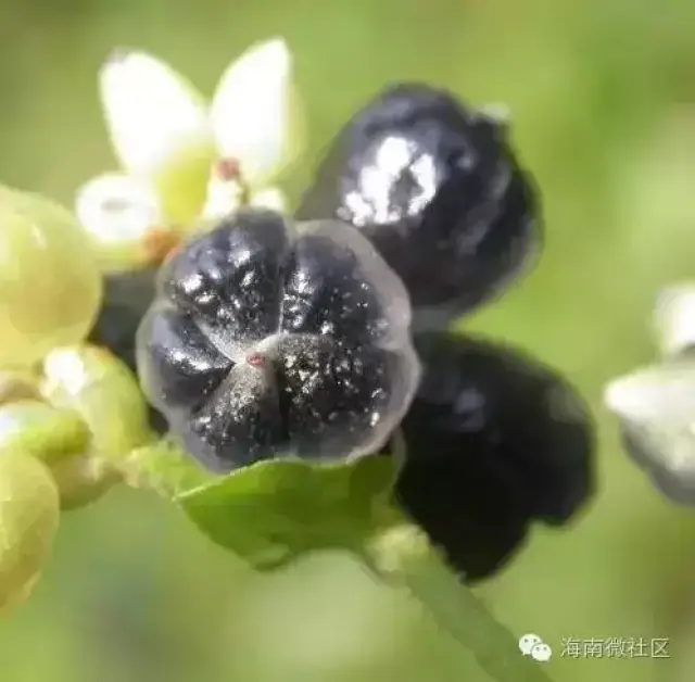 在海南,当你还是顽皮的孩童时,吃过几种野果?