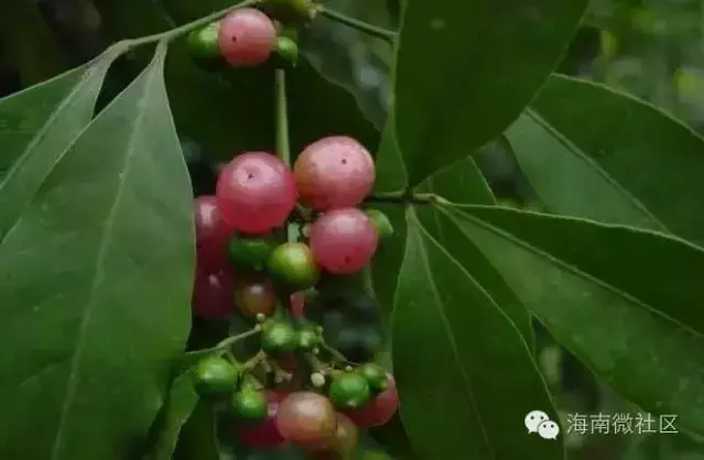 在海南,当你还是顽皮的孩童时,吃过几种野果?