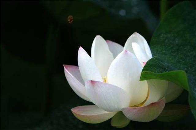 “鱼山梵呗”与才高八斗曹子建的故事,你听过吗?