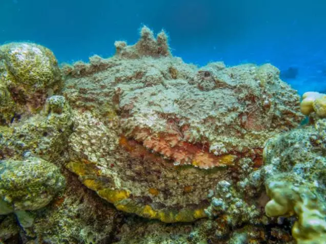 细数海中那些"辣眼"生物 随便一长别在意