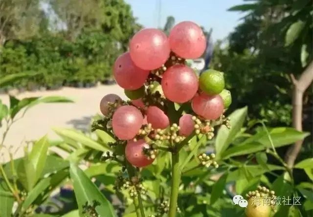 在海南,当你还是顽皮的孩童时,吃过几种野果?