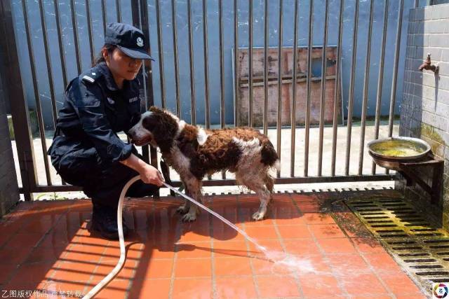 高温下警犬防暑有招,洒水,冲凉,扇风扇