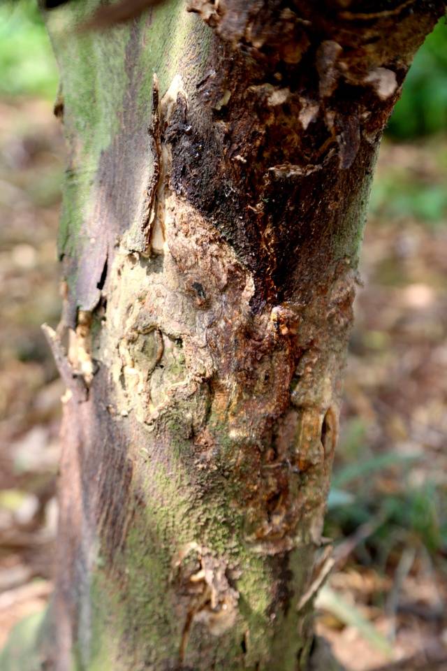 一种专欺老弱树的虫害叫爆皮虫 治理只需两种药