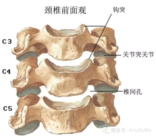 方可避免下 颌骨的遮盖 椎骨的一般概念  组成:典型的包括椎体,椎弓和