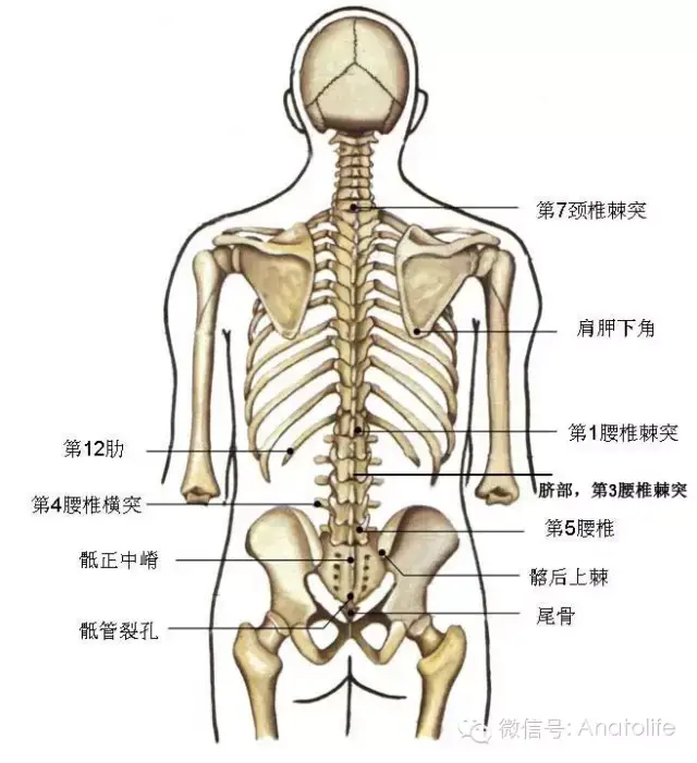 两侧肩胛冈内缘之连线应通过第3胸椎棘突 两肩胛骨下角连线通过第7