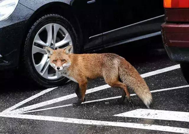 这些加拿大的网红动物一个比一个神通广大