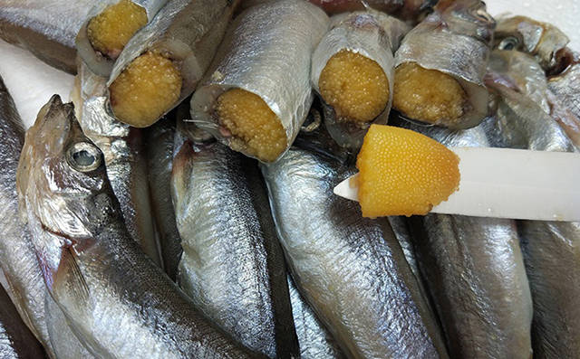 一生都处于姐弟恋的多春鱼,体验鱼籽在口中跳