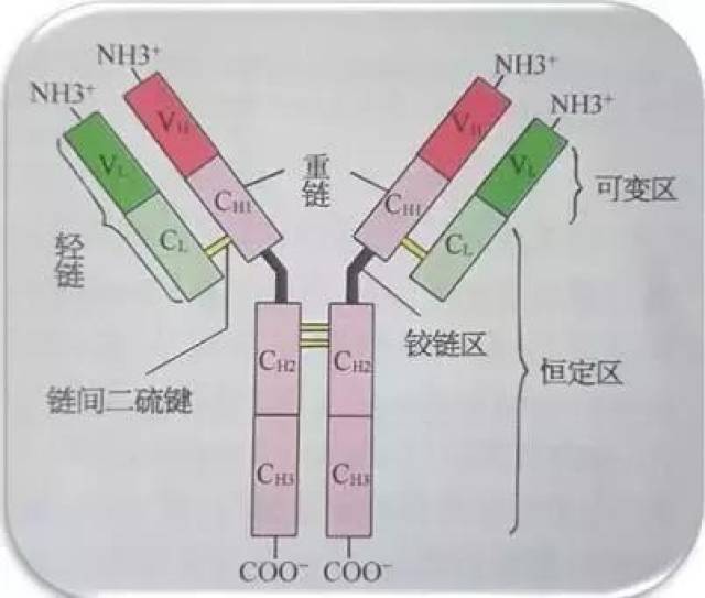 通俗的说,需要igg分子和抗体通力合作,才能有效地激发adcc.