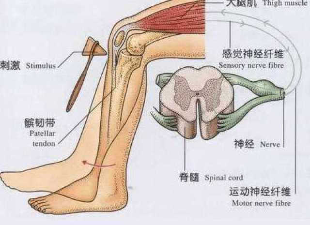 怎么判断膝盖韧带伤势的严重程度?