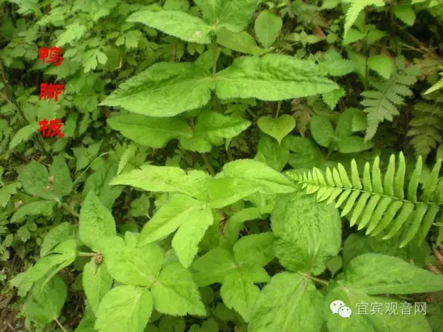 乡村"山里"天然野菜你吃过几种