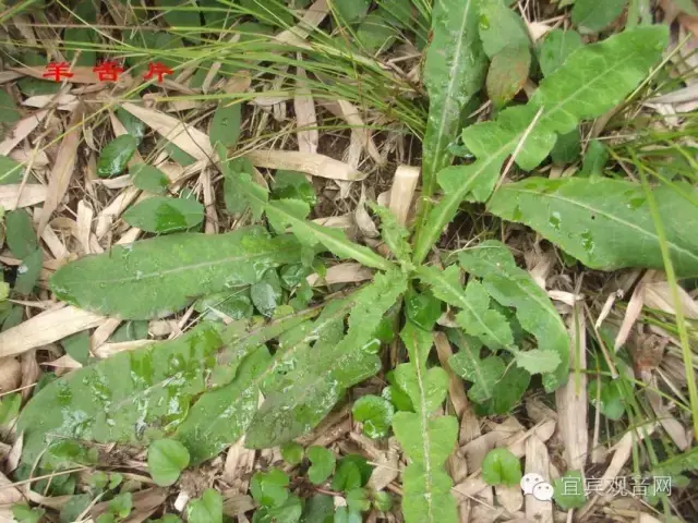 乡村"山里"天然野菜你吃过几种