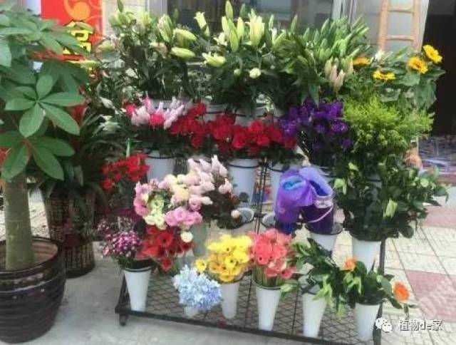 花店买花这5种花再便宜也不要买费钱又费心