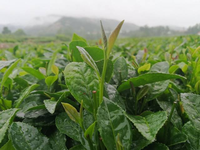 来到日照青的故乡,看到了雨中茶田的奇美景色!