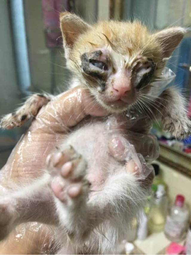 流浪猫妈妈为给三个小奶猫治病,冒危险向人类求救