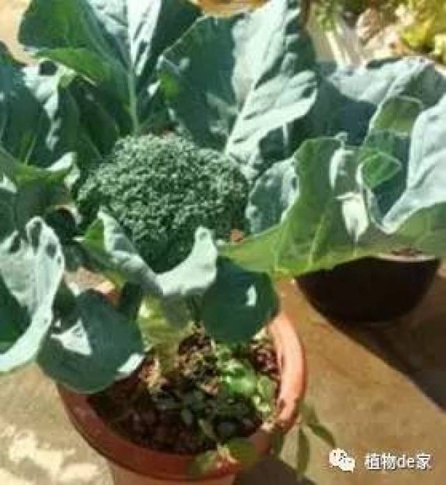 西兰花生长周期比较长,在花球发育过程中,西兰花对硼,钼,镁等微量元素