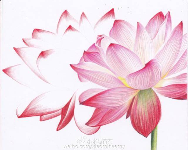 零基础彩铅绘画教程,荷花与桃子彩铅画法步骤