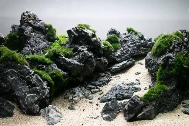 水草缸雨林缸造景:我一定要开个这样的缸!