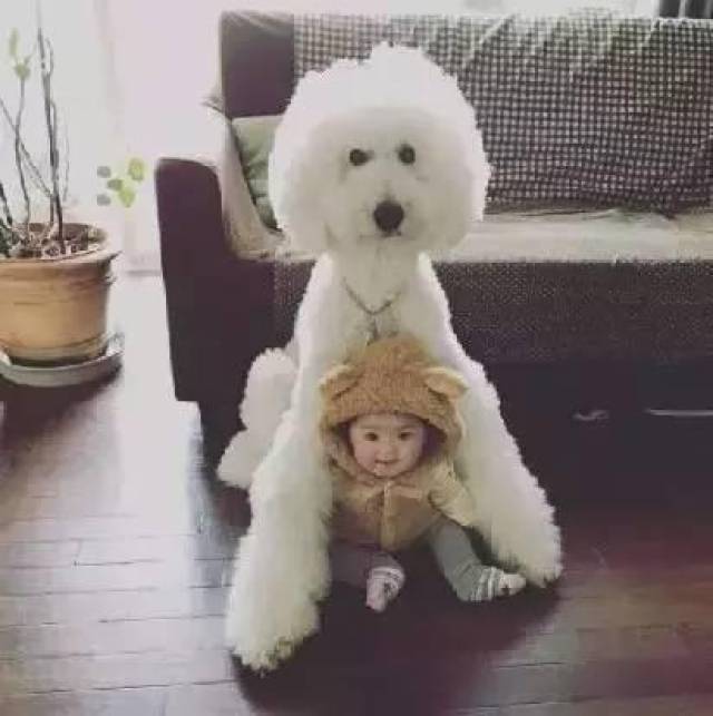 小女孩和巨贵日常照萌翻网友，又想骗我养巨贵?