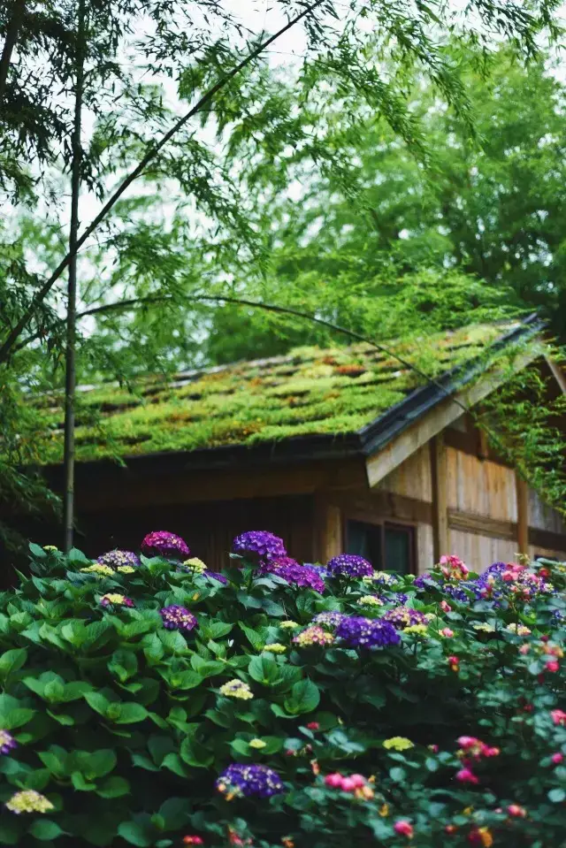 85后美女隐居山林,用四间木屋推翻了世界的忙碌!