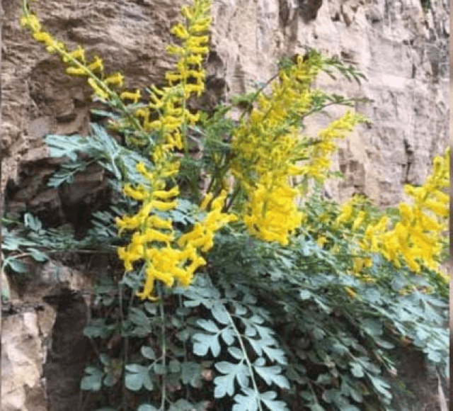 岩黄连,一种生长在岩石缝隙中的珍贵"黄连"_手机搜狐网