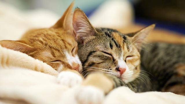 猫咪饲养100问之55:猫咪发情了怎么办?