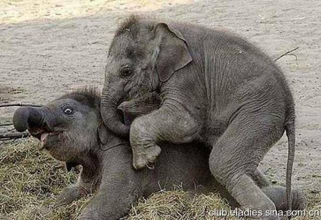 搞笑GIF:果然是国际通用手势啊，连大象都能看懂