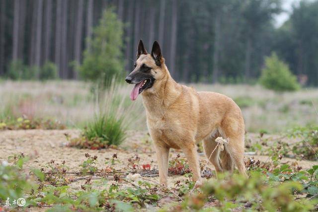 纯种马犬多少钱一只?训练好的的马犬大概多少钱呢