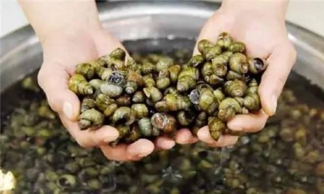 餐厅出售福寿螺就是黑心商家?这个锅我们不背!