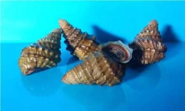 餐厅出售福寿螺就是黑心商家?这个锅我们不背!