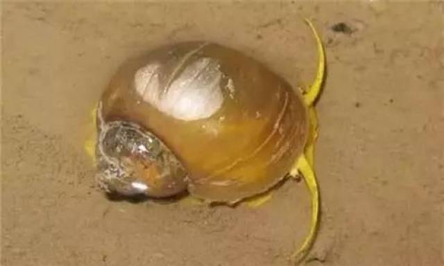 餐厅出售福寿螺就是黑心商家?这个锅我们不背!