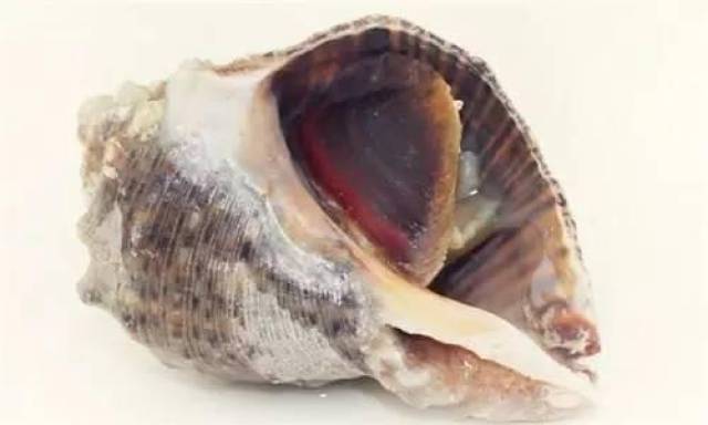 餐厅出售福寿螺就是黑心商家?这个锅我们不背!