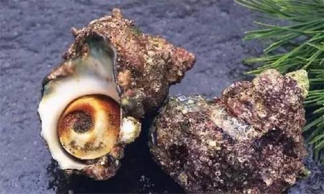 餐厅出售福寿螺就是黑心商家?这个锅我们不背!