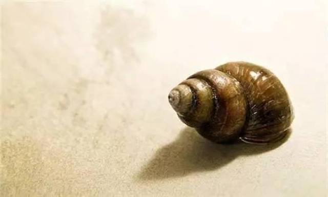 餐厅出售福寿螺就是黑心商家?这个锅我们不背!