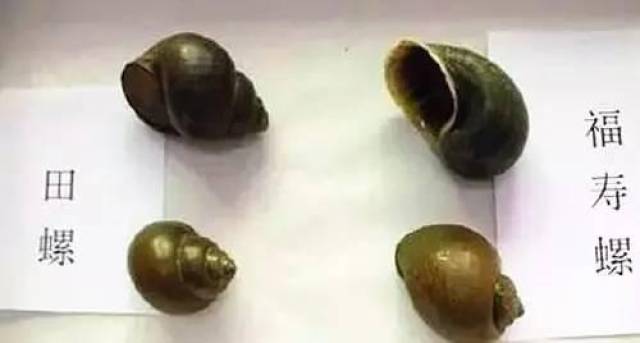 餐厅出售福寿螺就是黑心商家?这个锅我们不背!