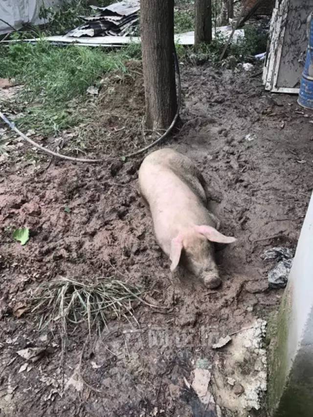 一头仍在泥地中苦苦挣扎的猪