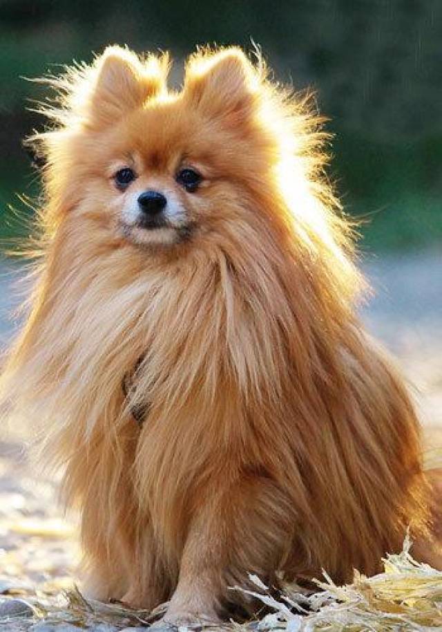 世界14种狗狗毛发最漂亮的排行榜!