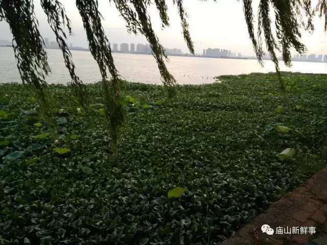 武汉汤逊湖江夏段水葫芦疯长! 绵延几百米!