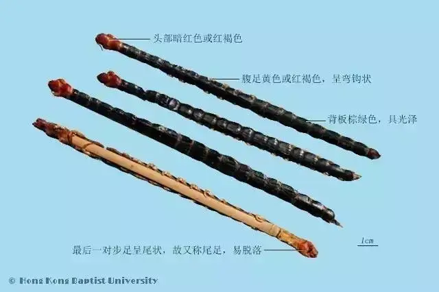 每天最少学一味中药-蜈蚣 第 285天