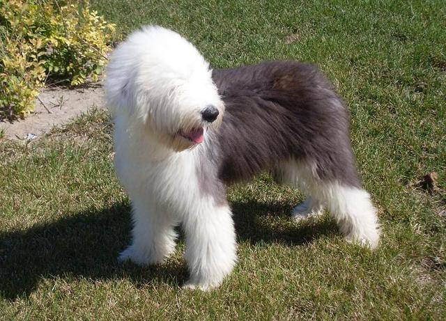 世界名犬排行榜_世界名犬排行榜前十(2)