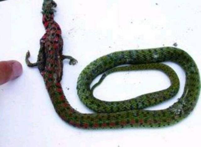 蛇是有脚的吗 a3297a1247964b568c2d5f6ad2cd1387.jpeg