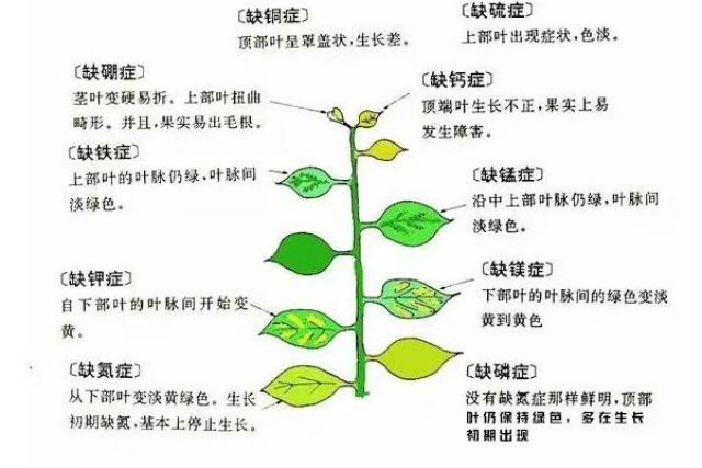 花草缺乏微量元素一看便知(图4) 花草缺乏微量元素一看便知(图4)