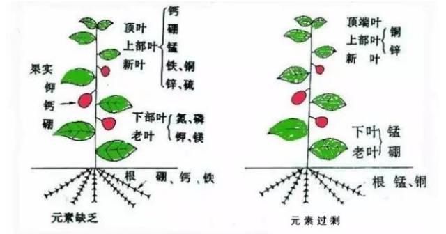 花草缺乏微量元素一看便知(图1) 花草缺乏微量元素一看便知(图1)