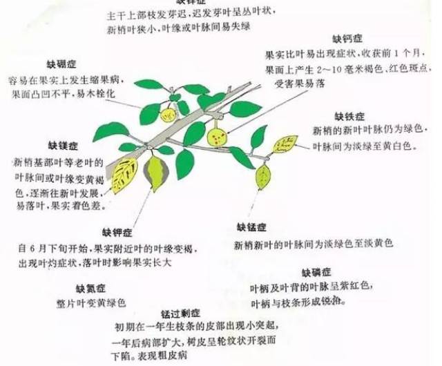 花草缺乏微量元素一看便知(图3) 花草缺乏微量元素一看便知(图3)