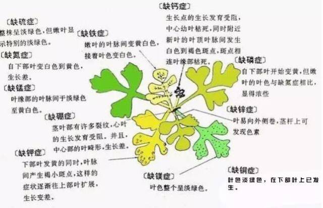 花草缺乏微量元素一看便知(图2) 花草缺乏微量元素一看便知(图2)