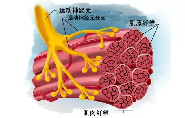 首先,肌肉纤维接收到大脑皮层的运动神经传递信号之后,才会进行主动