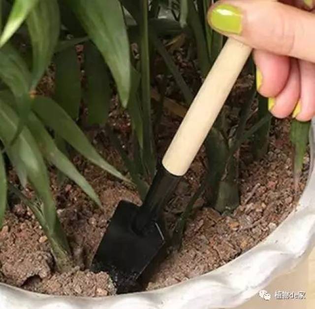 龟背竹怎么换盆加土 ce7f71a9d0194a698c3fc925124fe009.jpeg